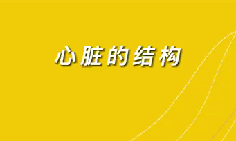 【名醫(yī)面對(duì)面之心臟100問(wèn)】心臟的結(jié)構(gòu)