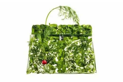 蔬菜界的“愛馬仕”會中毒致癌？